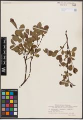 Foto von Salix herbacea L. x Salix phylicifolia L. x Salix polaris Wahlenb.